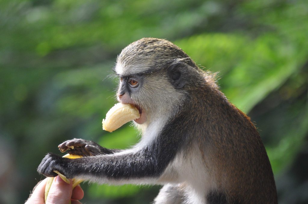 Scimmia che mangia la banana