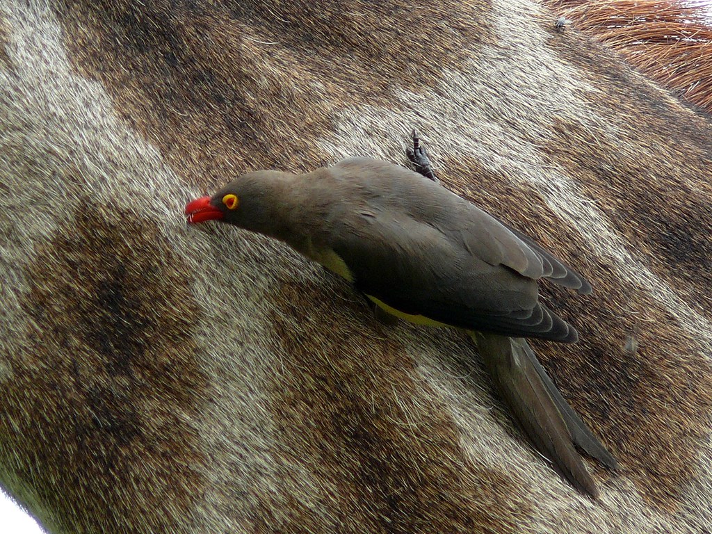 Bufaghe su giraffa